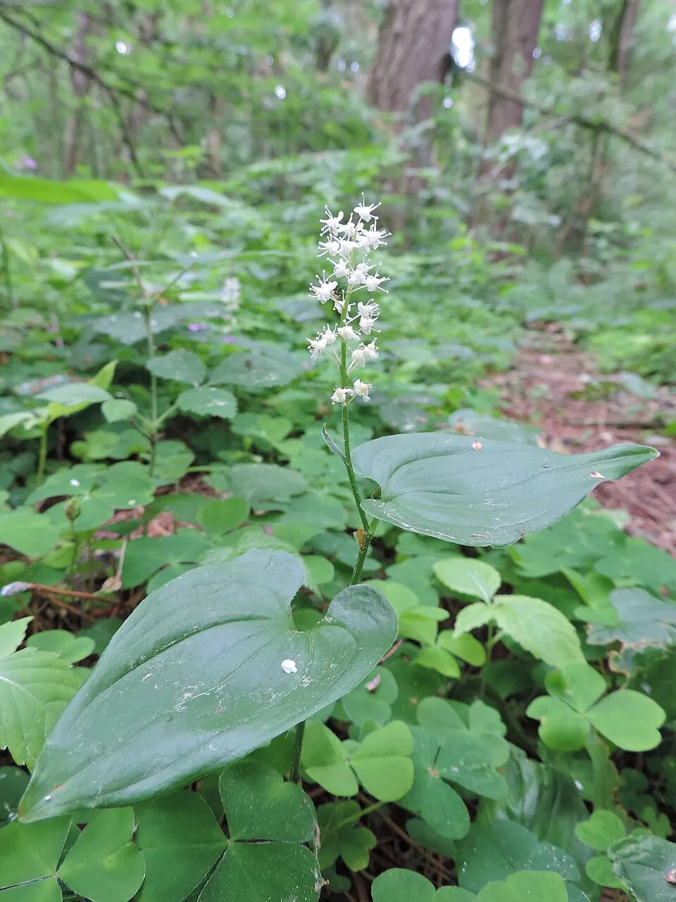Kétlevelű árnyékvirág / Maianthemum bifolium