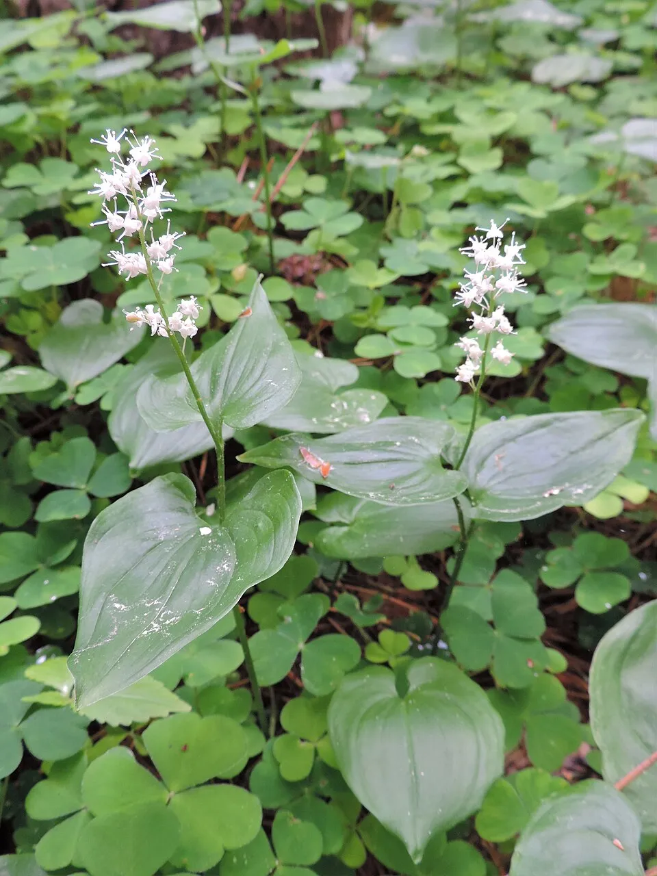 Kétlevelű árnyékvirág / Maianthemum bifolium