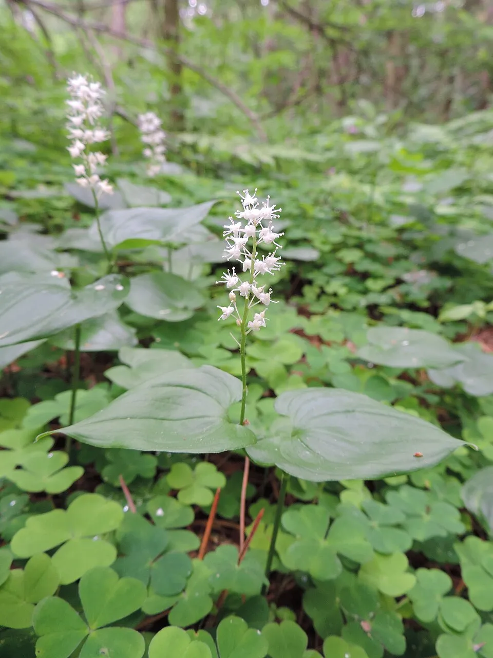 Kétlevelű árnyékvirág / Maianthemum bifolium