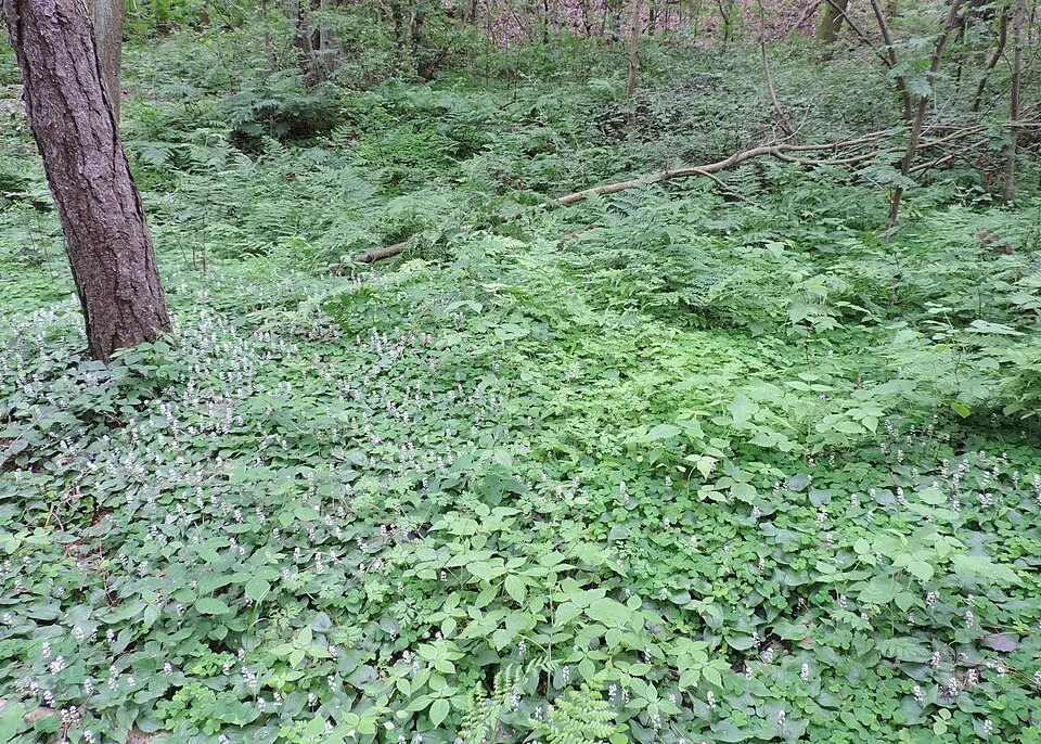 Kétlevelű árnyékvirág / Maianthemum bifolium