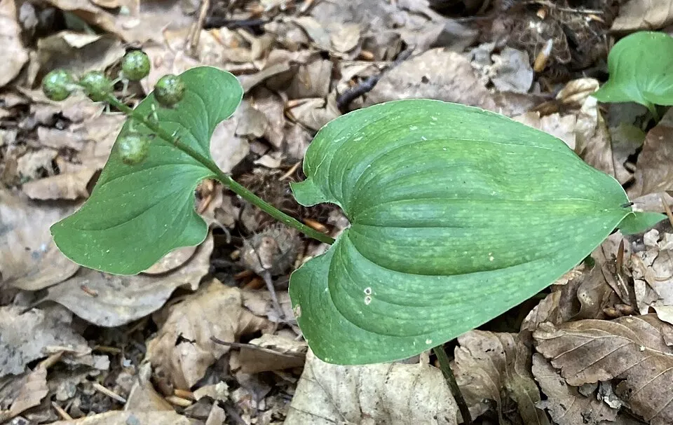 Kétlevelű árnyékvirág / Maianthemum bifolium
