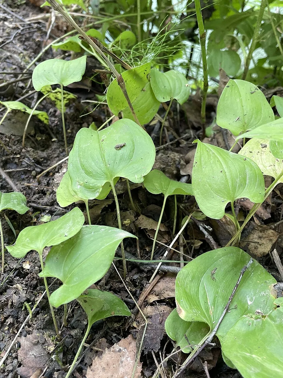 Kétlevelű árnyékvirág / Maianthemum bifolium
