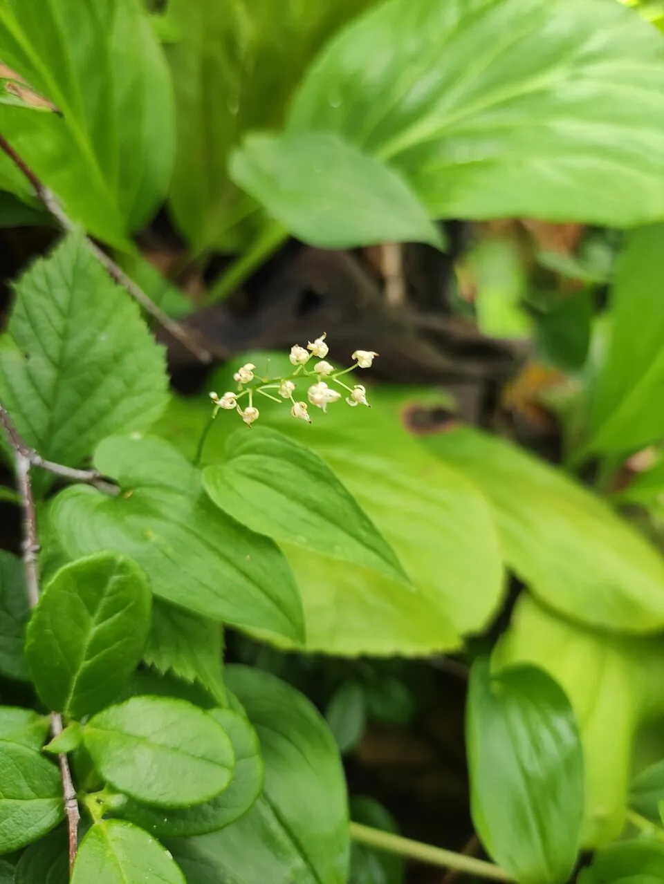 Kétlevelű árnyékvirág / Maianthemum bifolium