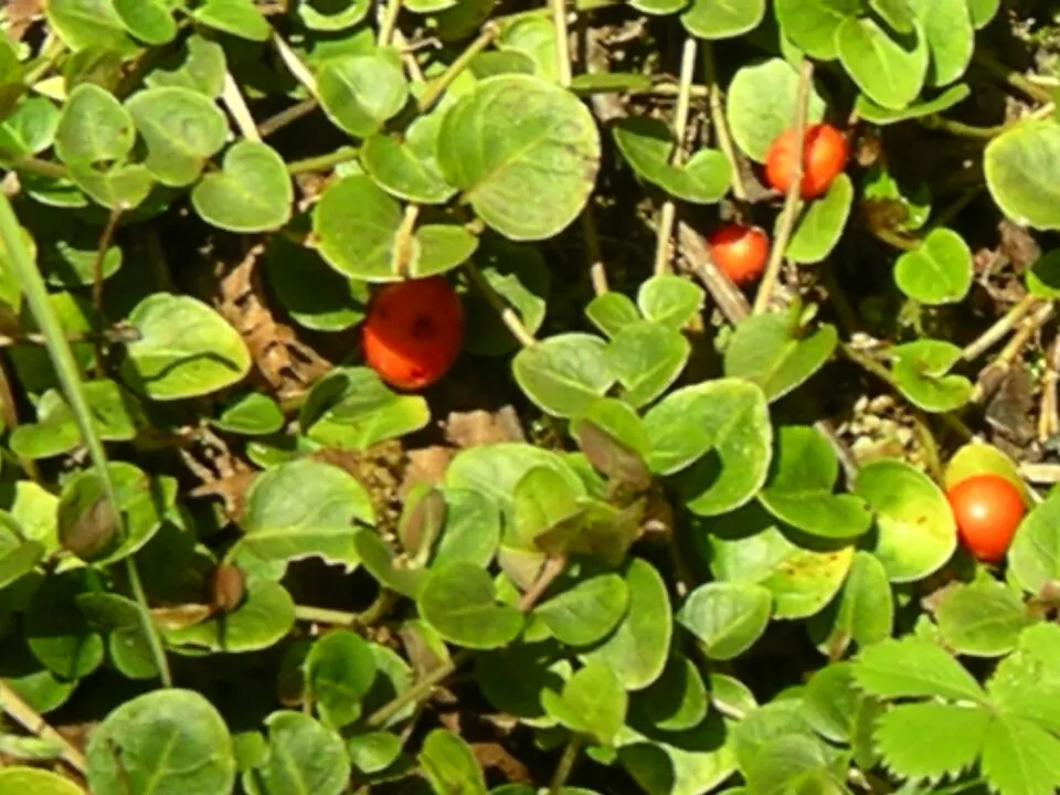 Amerikai buzérrepkény / Mitchella repens