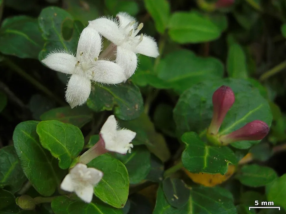 Amerikai buzérrepkény / Mitchella repens