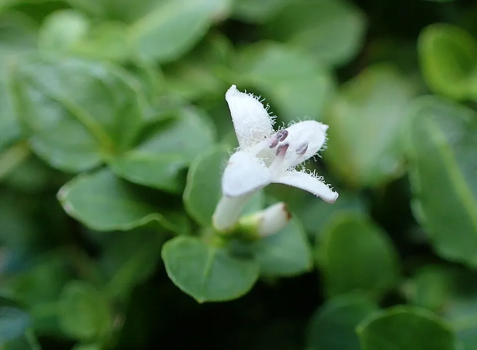 Amerikai buzérrepkény / Mitchella repens