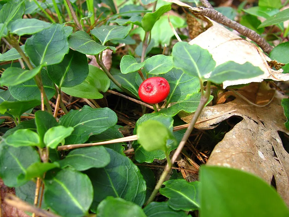 Amerikai buzérrepkény / Mitchella repens