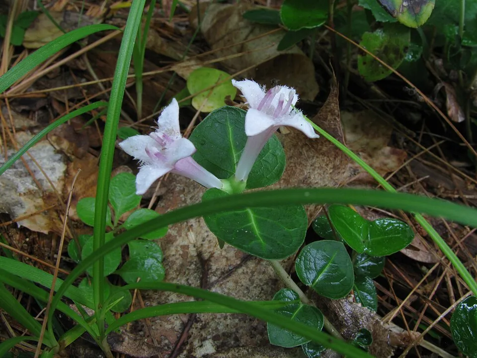 Amerikai buzérrepkény / Mitchella repens
