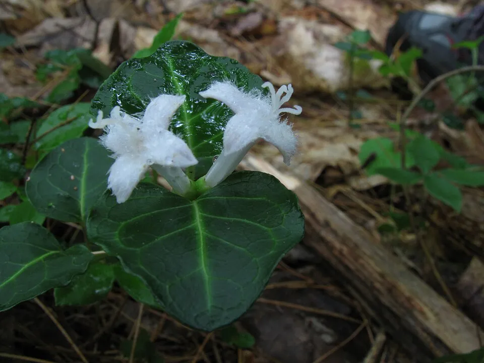 Amerikai buzérrepkény / Mitchella repens