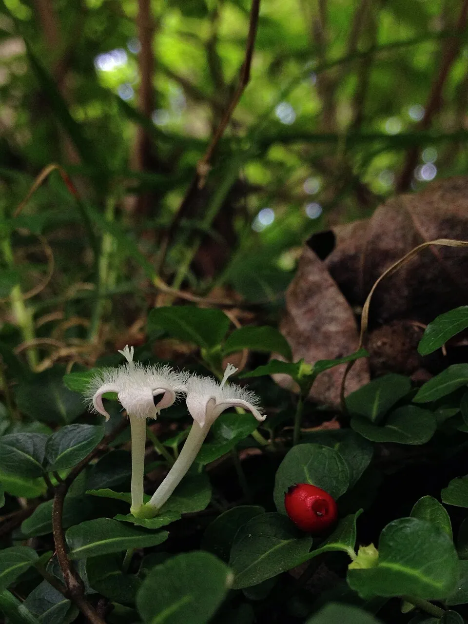 Amerikai buzérrepkény / Mitchella repens