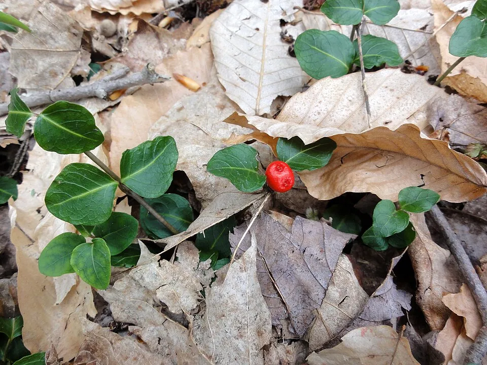 Amerikai buzérrepkény / Mitchella repens