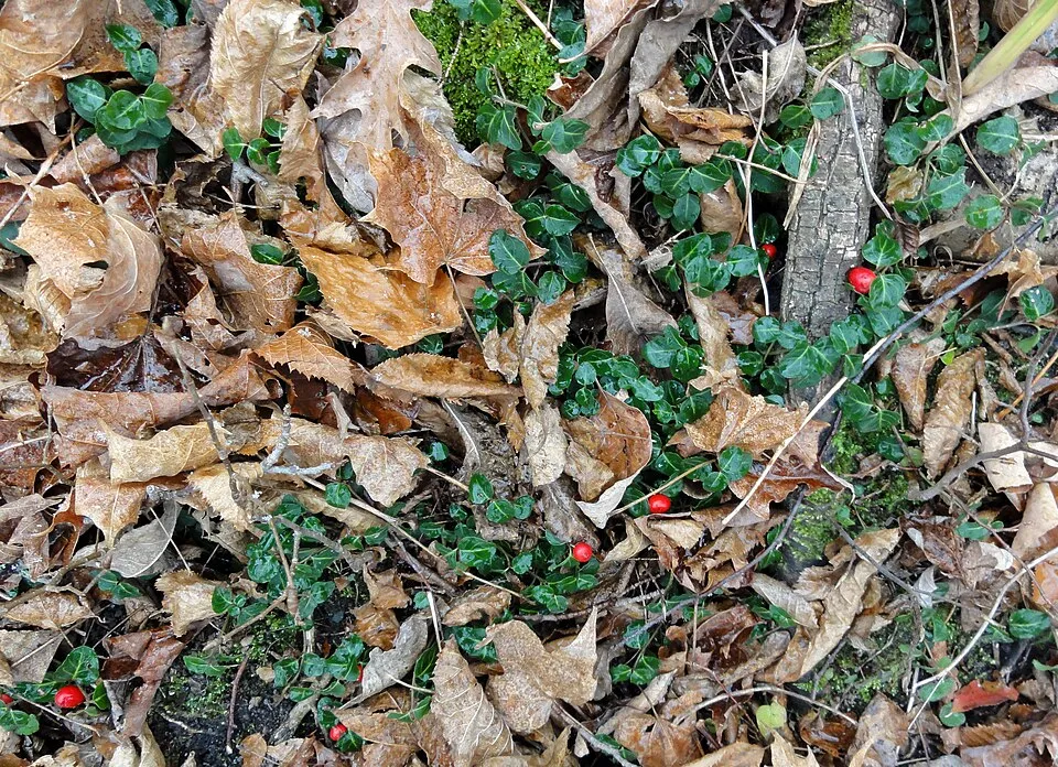 Amerikai buzérrepkény / Mitchella repens