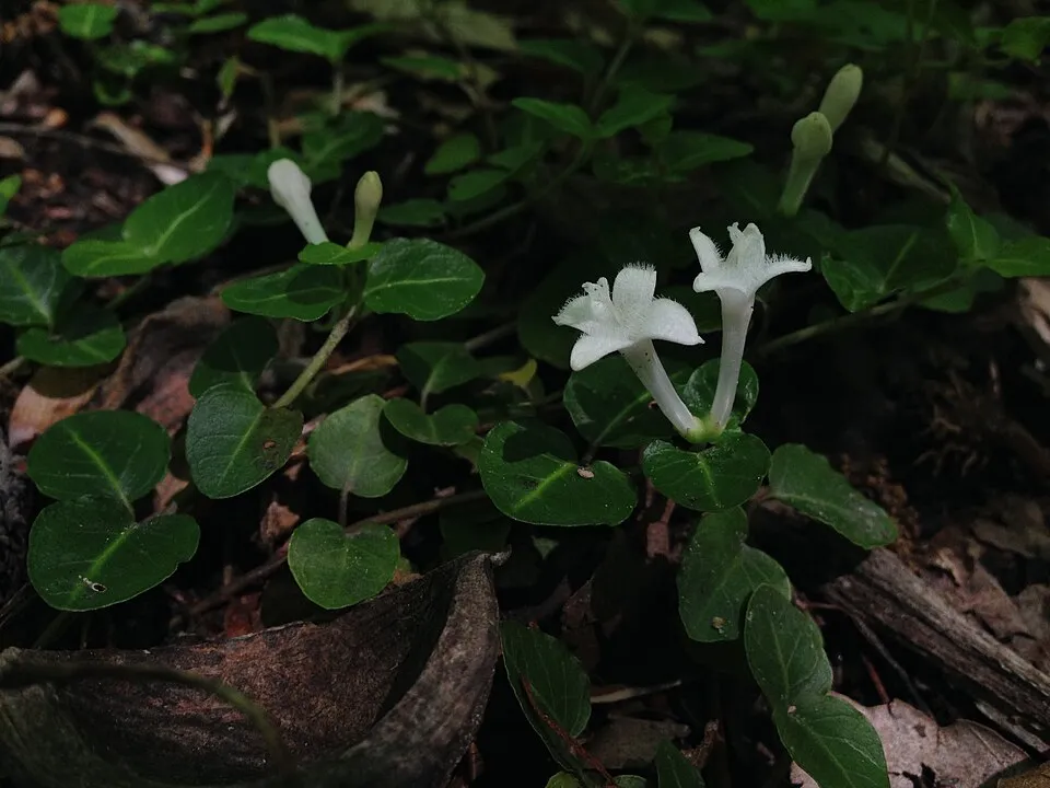 Amerikai buzérrepkény / Mitchella repens