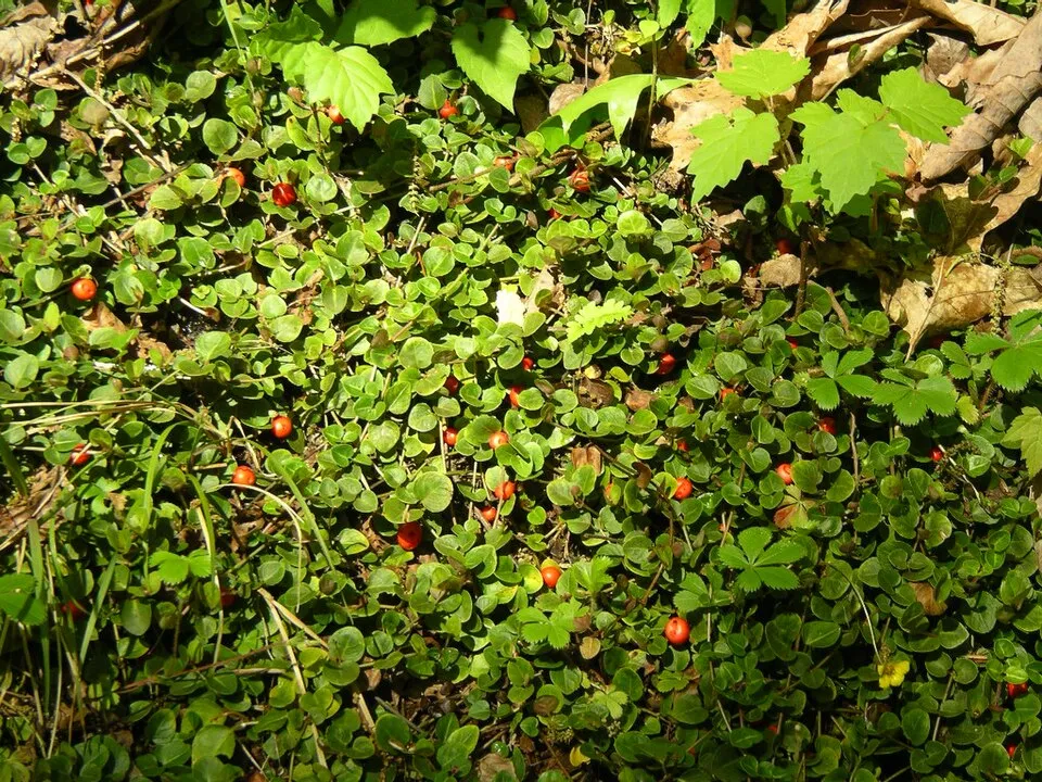Amerikai buzérrepkény / Mitchella repens