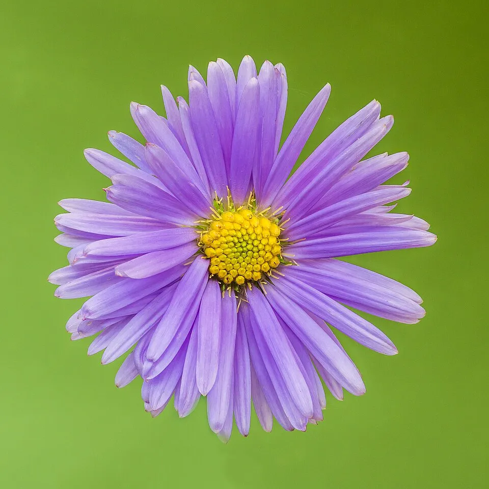 Őszirózsa / Miyamayomena (syn. Aster) koraiensis