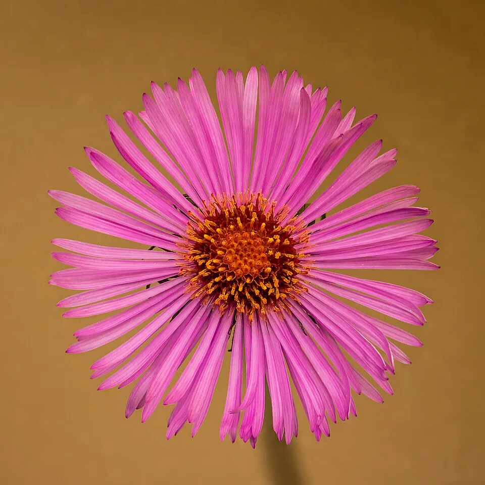 Őszirózsa / Miyamayomena (syn. Aster) koraiensis