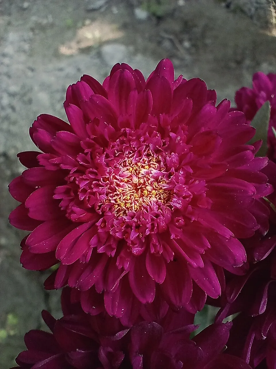 Őszirózsa / Miyamayomena (syn. Aster) koraiensis