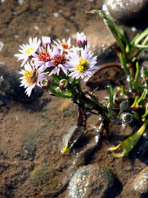 Őszirózsa / Miyamayomena (syn. Aster) koraiensis