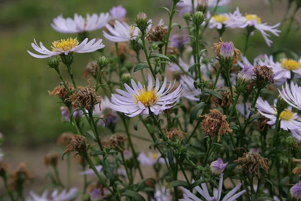 Őszirózsa / Miyamayomena (syn. Aster) koraiensis