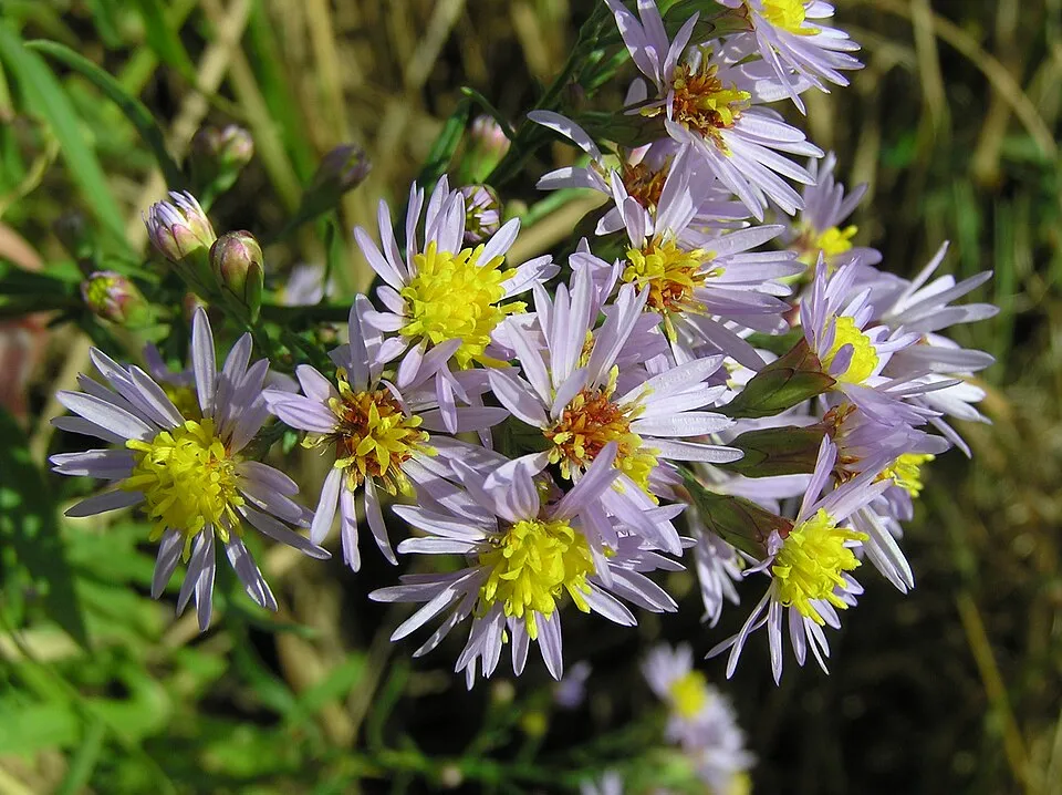 Őszirózsa / Miyamayomena (syn. Aster) koraiensis