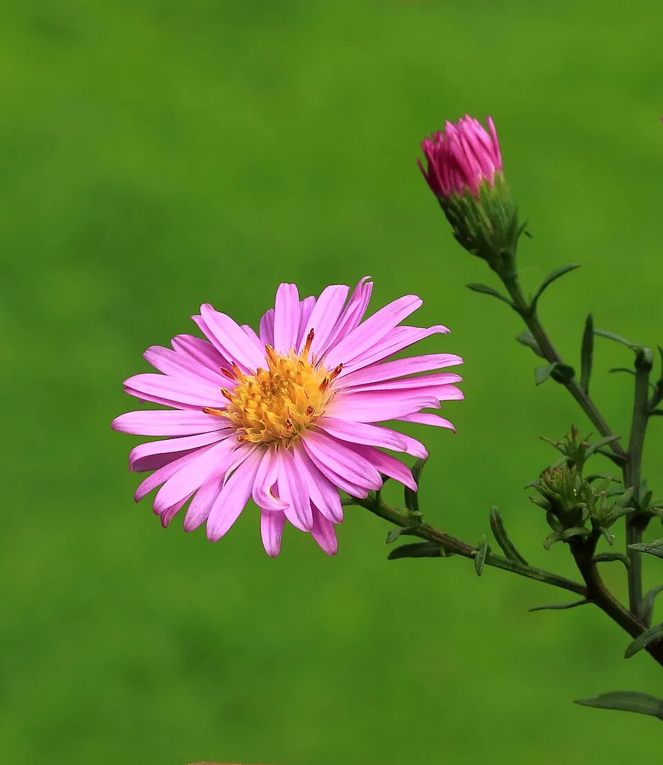 Őszirózsa / Miyamayomena (syn. Aster) koraiensis