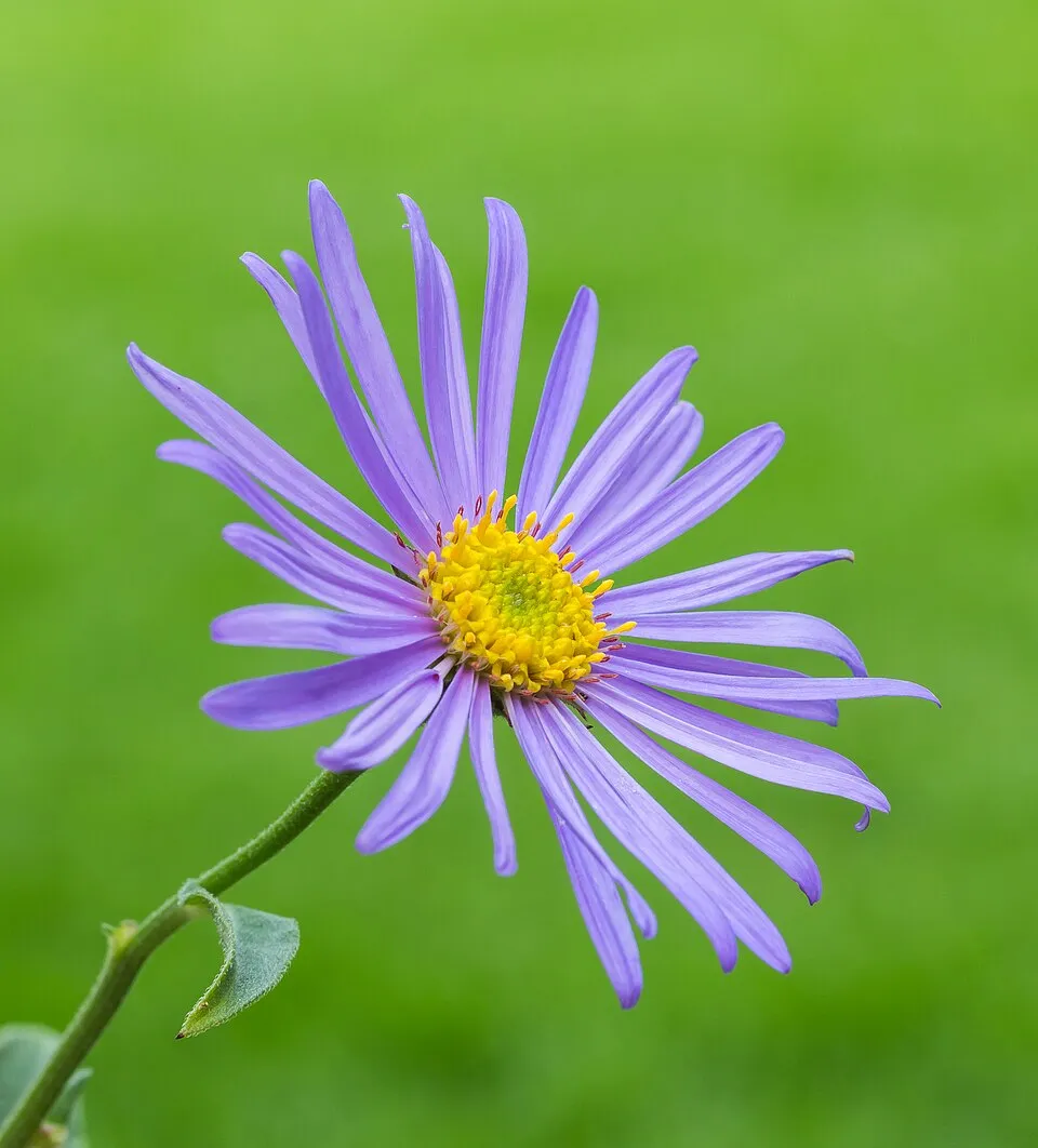 Őszirózsa / Miyamayomena (syn. Aster) koraiensis