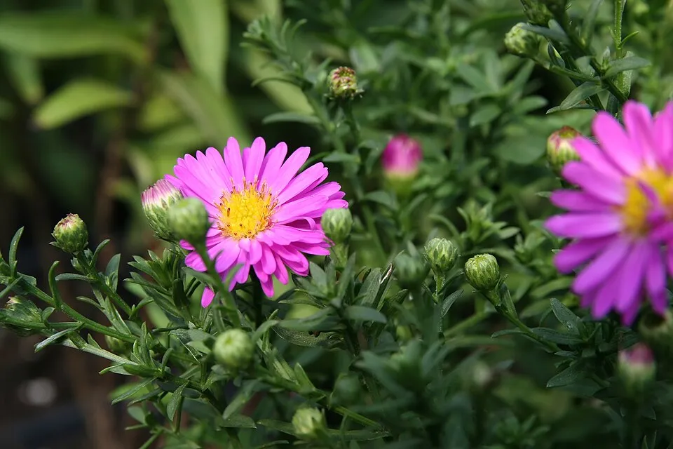 Őszirózsa / Miyamayomena (syn. Aster) koraiensis