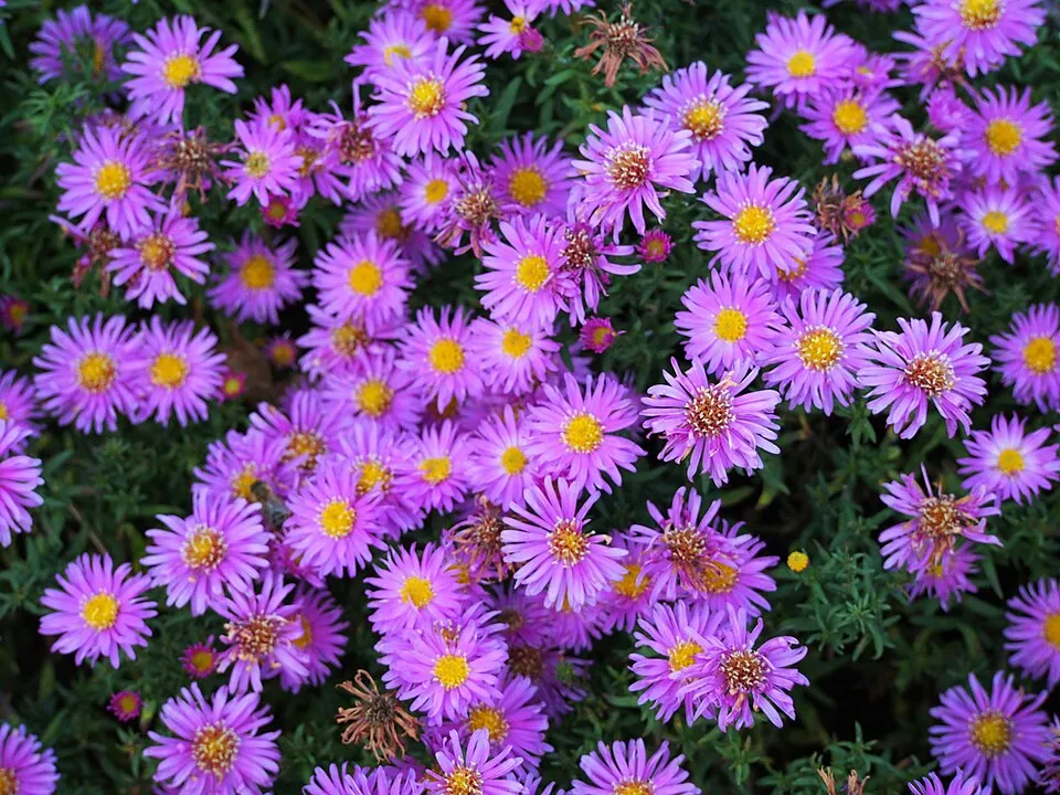 Őszirózsa / Miyamayomena (syn. Aster) koraiensis
