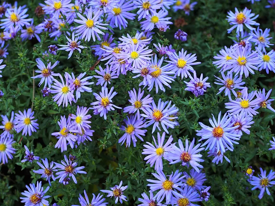 Őszirózsa / Miyamayomena (syn. Aster) koraiensis
