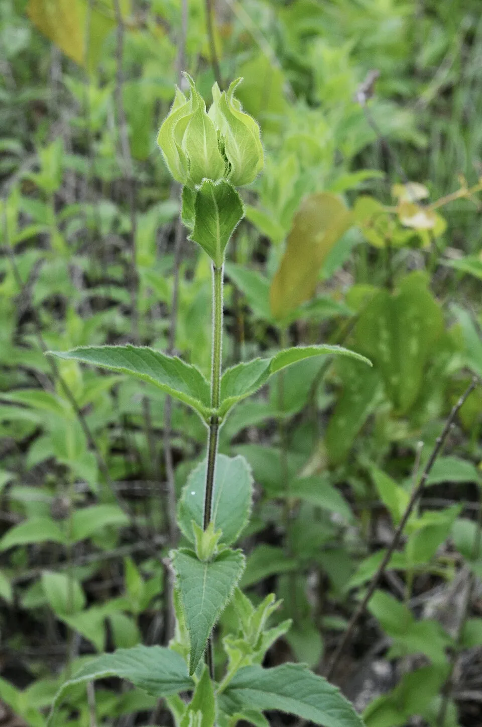 Méhbalzsam / Monarda 'On Parade'