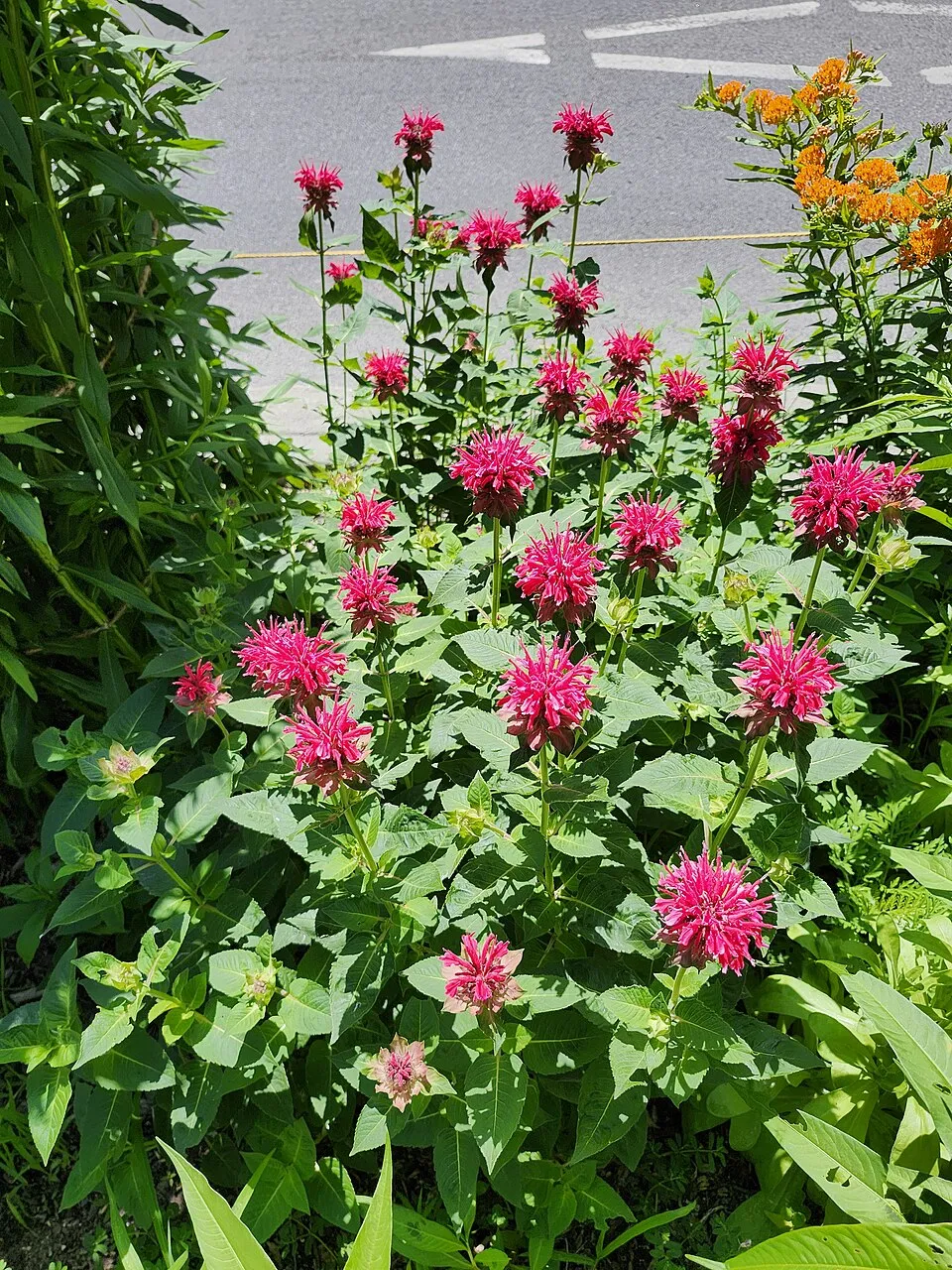 Méhbalzsam / Monarda 'On Parade'