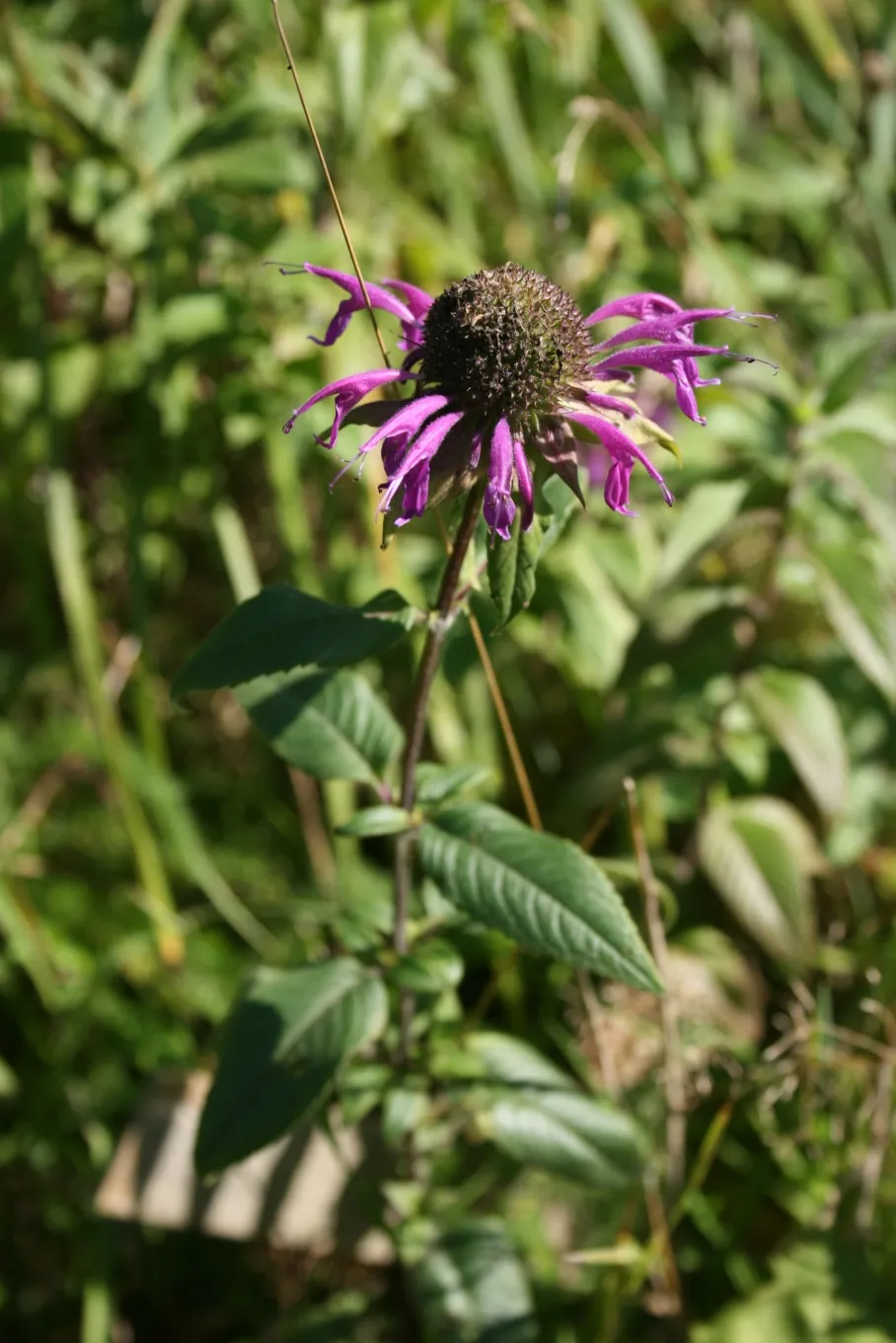 Méhbalzsam / Monarda 'On Parade'