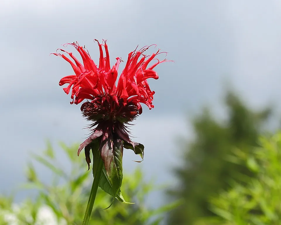 Méhbalzsam / Monarda 'On Parade'