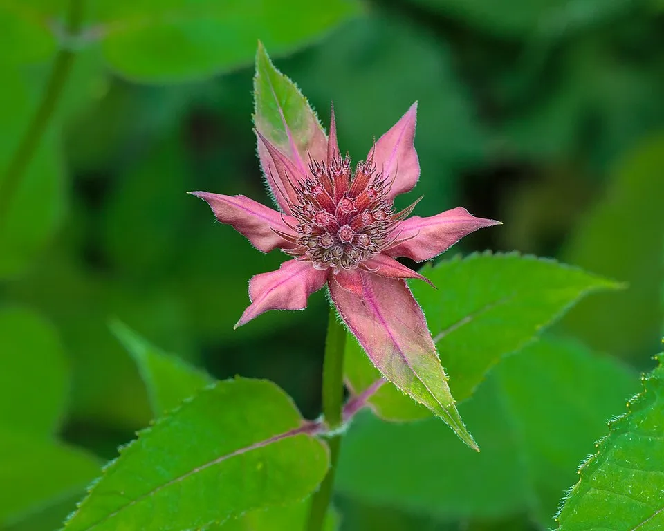 Méhbalzsam / Monarda 'On Parade'