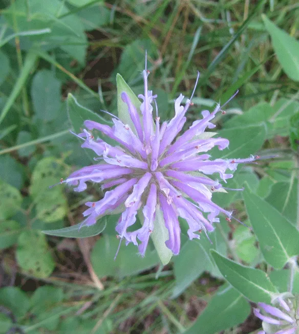 Méhbalzsam / Monarda 'On Parade'