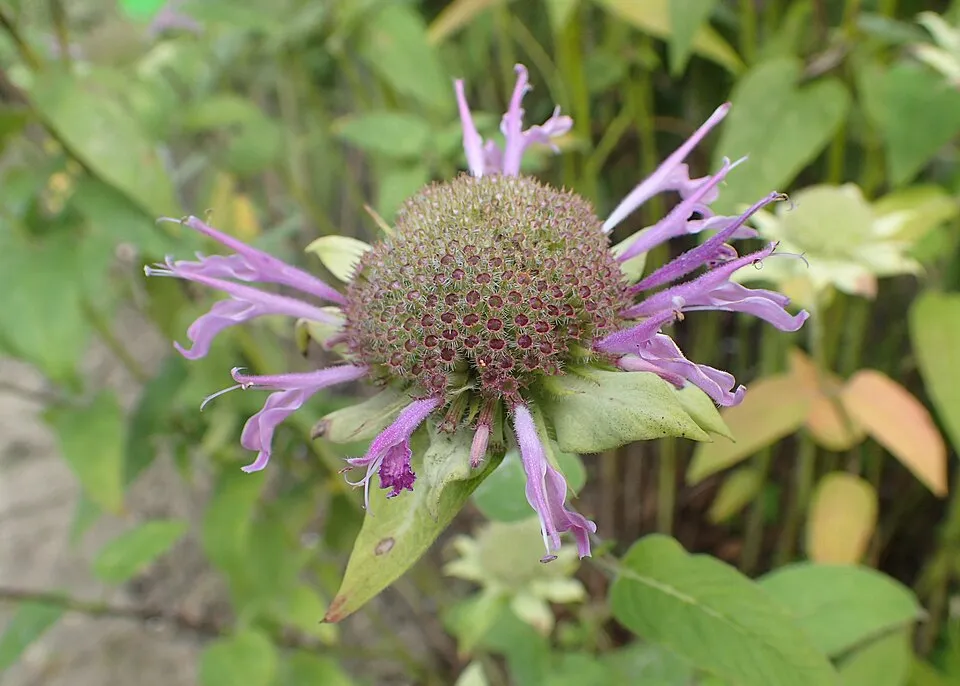Méhbalzsam / Monarda 'On Parade'