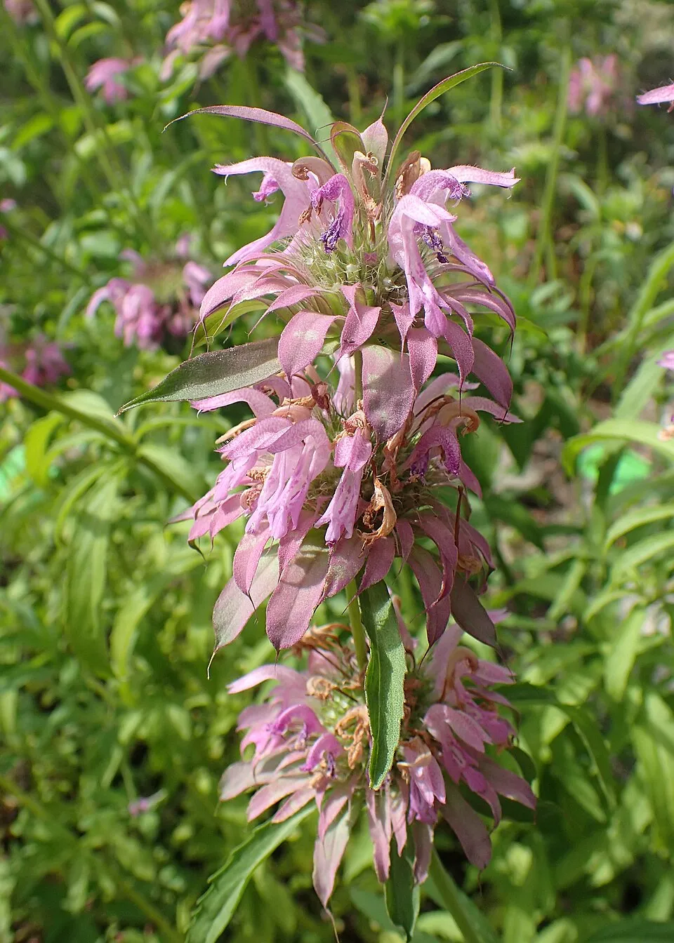 Méhbalzsam / Monarda 'On Parade'
