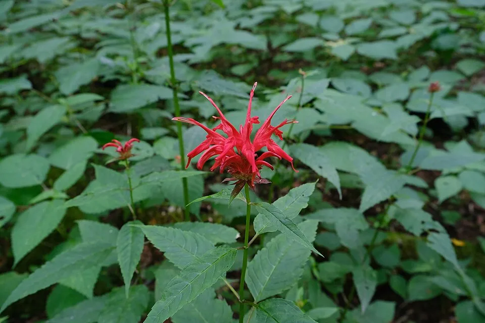 Méhbalzsam / Monarda 'On Parade'