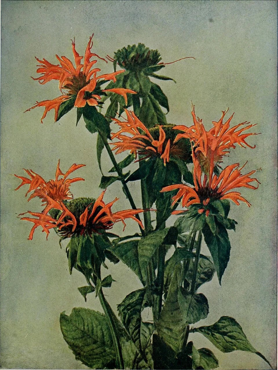 Vörös méhbalzsam / Monarda didyma 'Bee-Bright'