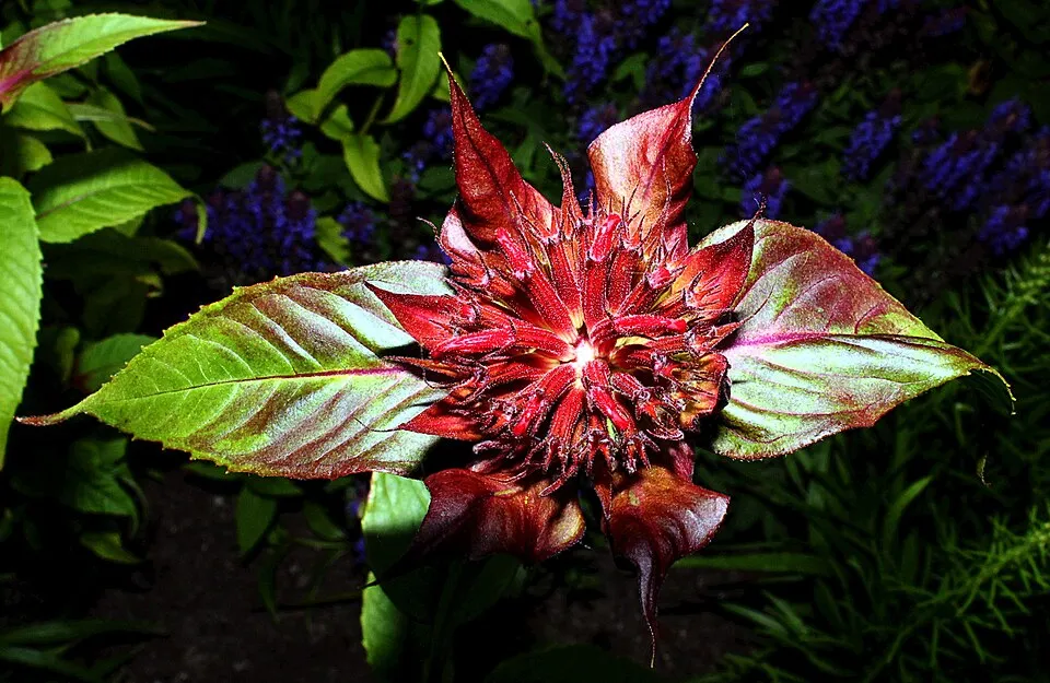 Vörös méhbalzsam / Monarda didyma 'Bee-Bright'