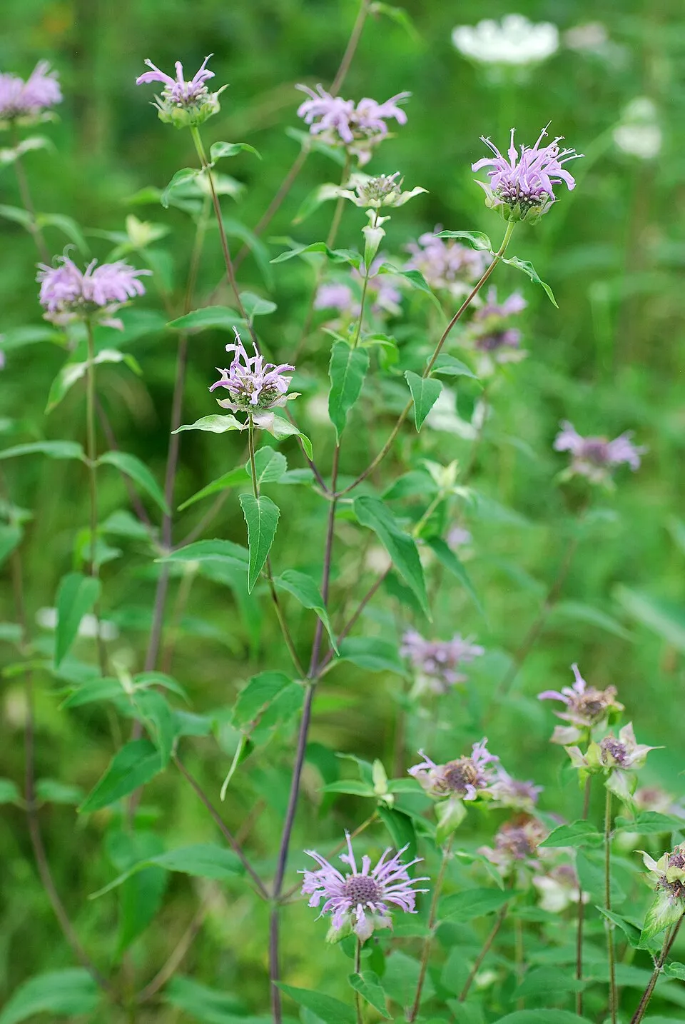 Csöves méhbalzsam / Monarda fistulosa 'Blaustrumpf'