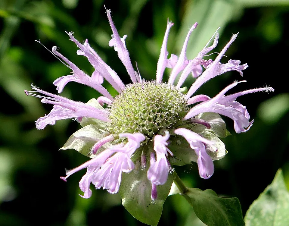 Csöves méhbalzsam / Monarda fistulosa 'Blaustrumpf'