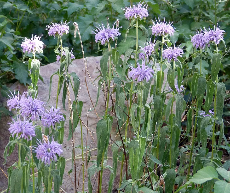 Csöves méhbalzsam / Monarda fistulosa 'Blaustrumpf'