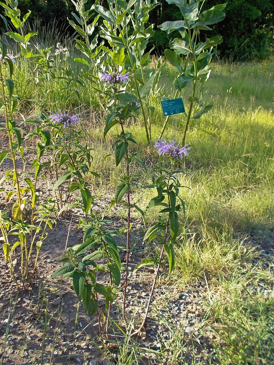 Csöves méhbalzsam / Monarda fistulosa 'Blaustrumpf'