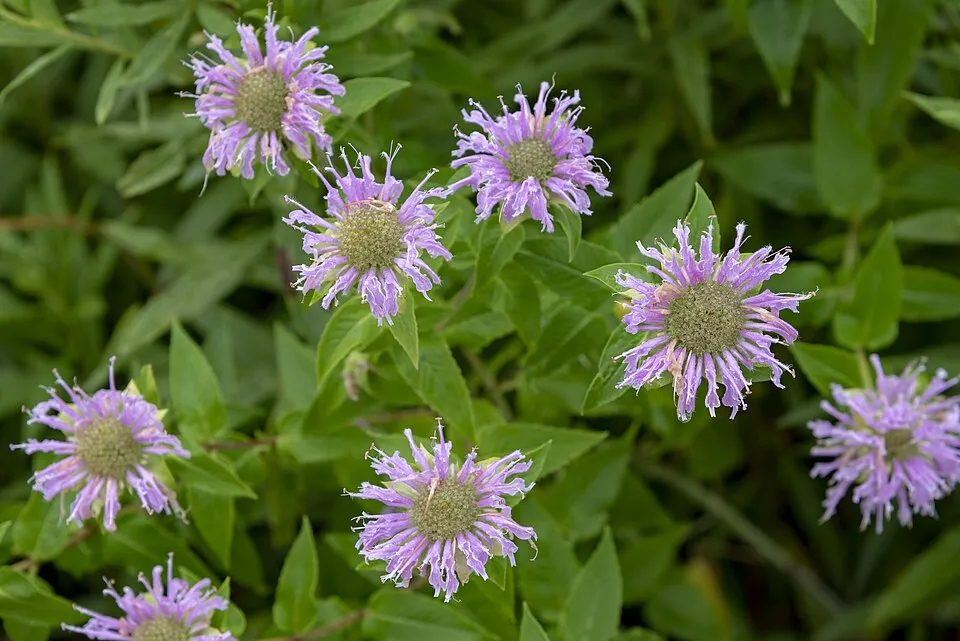 Csöves méhbalzsam / Monarda fistulosa 'Blaustrumpf'