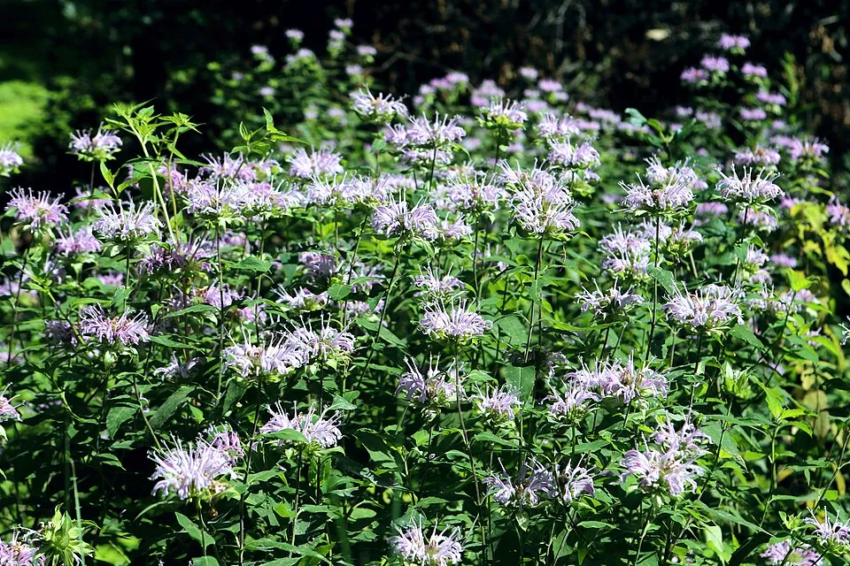 Csöves méhbalzsam / Monarda fistulosa 'Blaustrumpf'