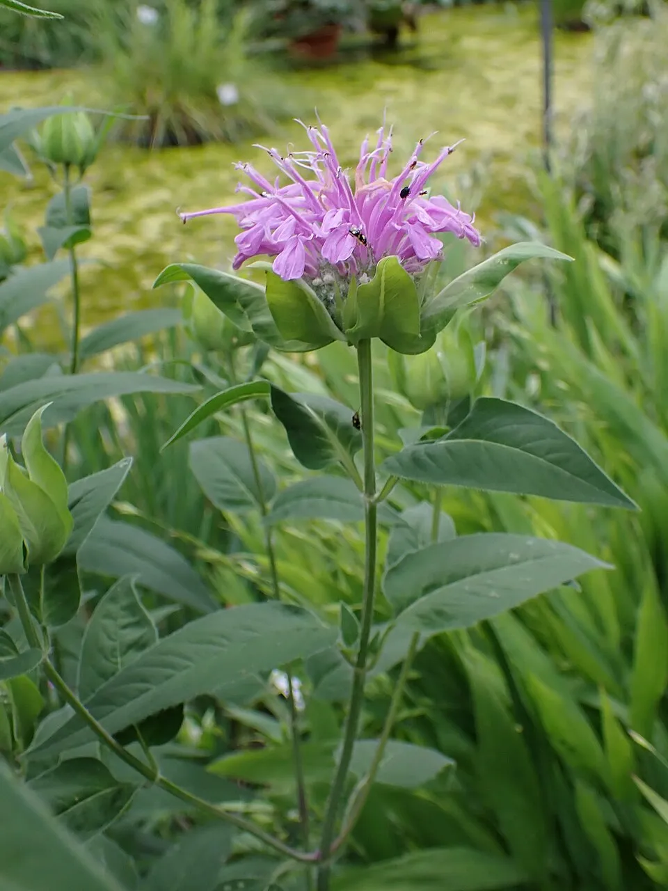 Csöves méhbalzsam / Monarda fistulosa 'Blaustrumpf'