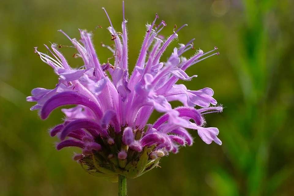 Csöves méhbalzsam / Monarda fistulosa 'Blaustrumpf'