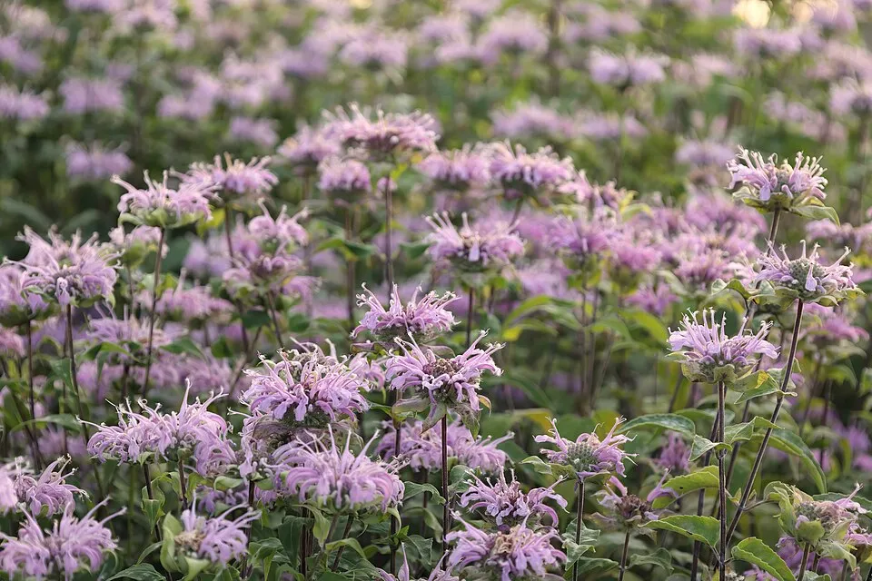 Csöves méhbalzsam / Monarda fistulosa 'Blaustrumpf'