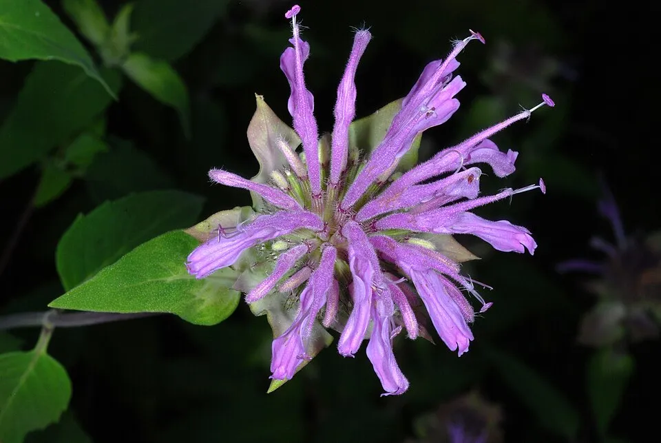 Csöves méhbalzsam / Monarda fistulosa 'Gardenview Scarlet'